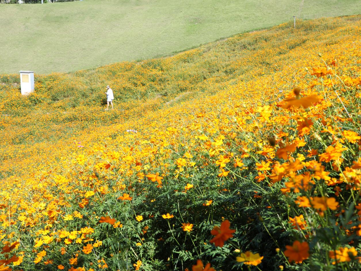 秋日橙色花海&ldquo;上新&rdquo;,2.1万平方米硫华菊盛放